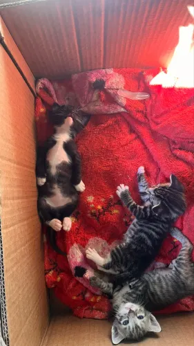 Gatos para adoção