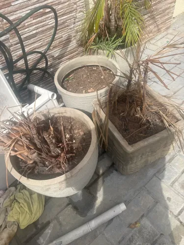 Vasos de plantas