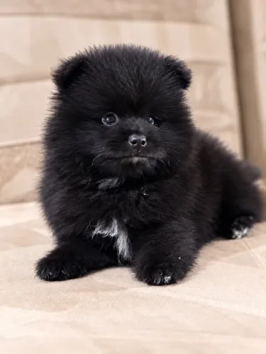Spitz Alemão Anão Machos