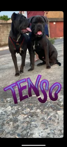 Macho predador disponível para monta