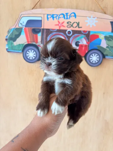 Shihtzu Chocolate com branco 