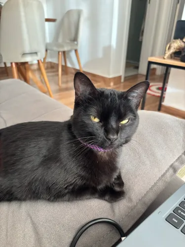 Gata fêmea adulta 