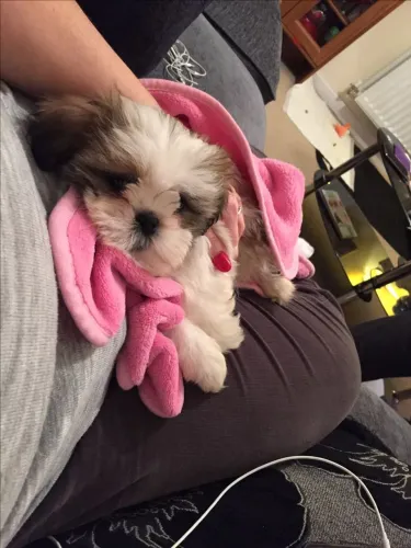 Lhasa Apso