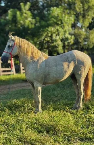 Cavalo meio sangue quarto de milha