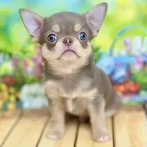 Chihuahua,Chihuahua Filhote Pronto Para Novo Lar