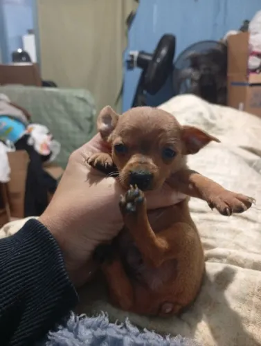 Pinscher N1