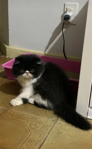 Gato persa