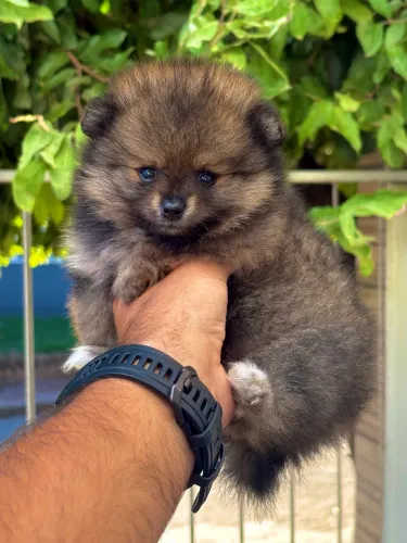 Lulu da Pomerania Fêmea