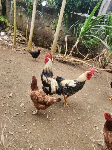 Frangos e frangas