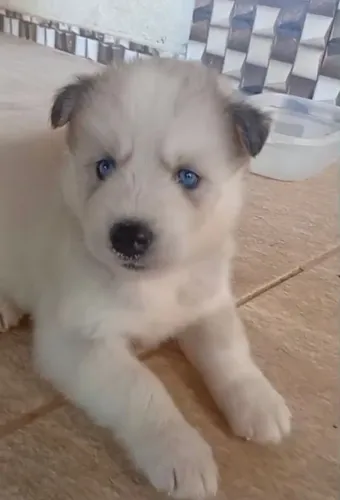 Husky siberiano fêmea 