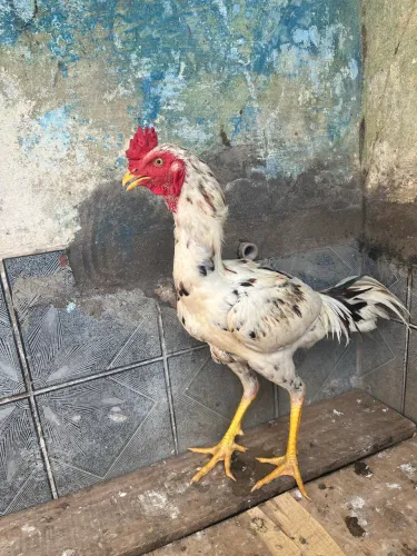 Frango e franga