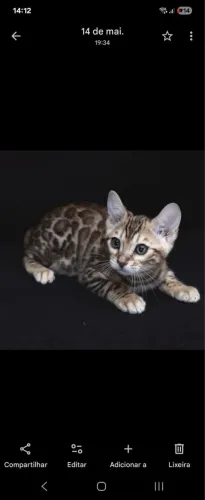 Bengal