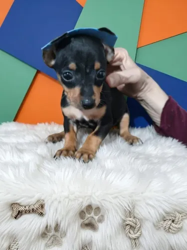 Pinscher macho muito carinhoso