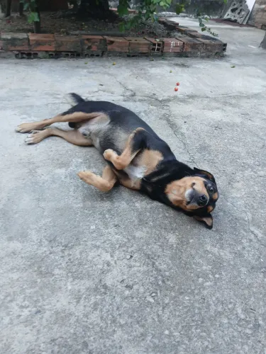 Doando um cachorro