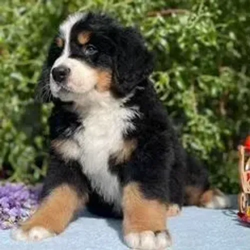Bernese Mountain Dog,Bernese Mountain Dog Filhote Imponente e Pronto para Novo Lar