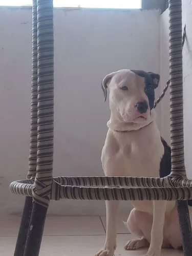 Estou doando uma cadela chamada akira 