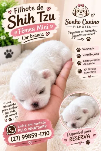 Shihtzu minibebelo