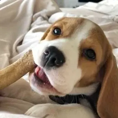 Beagle,Beagle Filhote Disponível Alta Qualidade