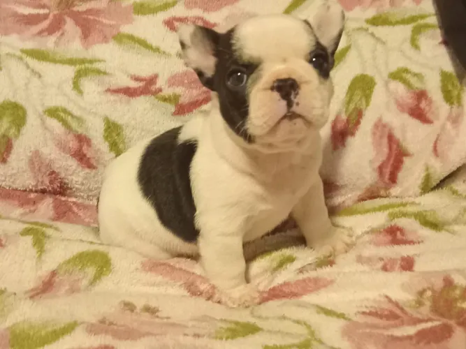 Bulldog Francês fêmea