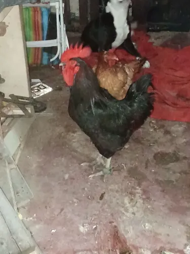 Um casal de raça (golo e galinha)