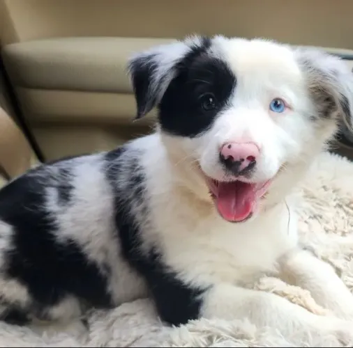 Border Collie filhote! Beleza, inteligência e muita alegria em um só pet.