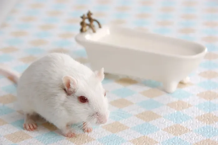 Gerbil Esquilo da Mongólia