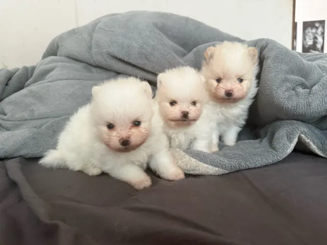Lulu da Pomerania (machos )