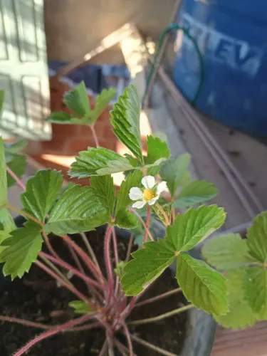 Muda de morango 