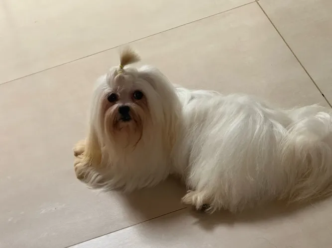 Cachorro Maltês procura namorada 
