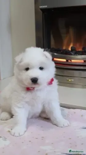 Cachorro filhote Samoieda com excelente estrutura e saúde dócil