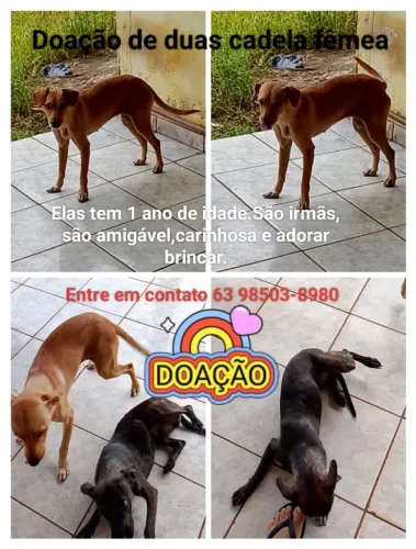 DOAÇÃO DE CACHORRAS