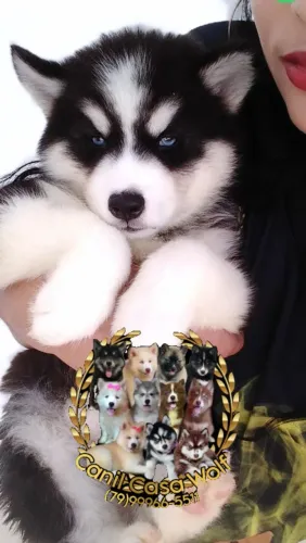 Filhote Husky siberiano super Wolly (macho)