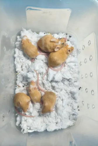Ratos camundongos disponível para pet 
