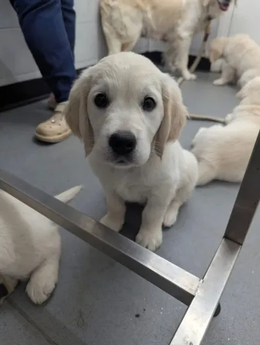 Filhotes de Golden Retriever | Companhia perfeita pra qualquer dia!