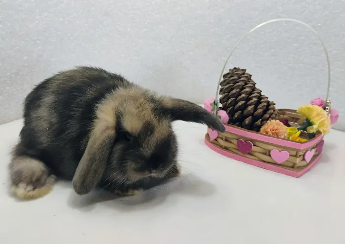 Netherland, Mini Lop Uruguaio e Lion Head Mini Coelhos