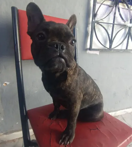 Vendo essa linda fêmea de bulldog francês 6 meses top