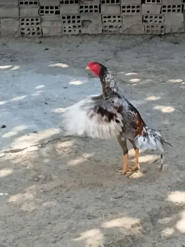 AVE NOVA DE RAÇA E FIBRA INICIOU CANTO RECENTEMENTE .