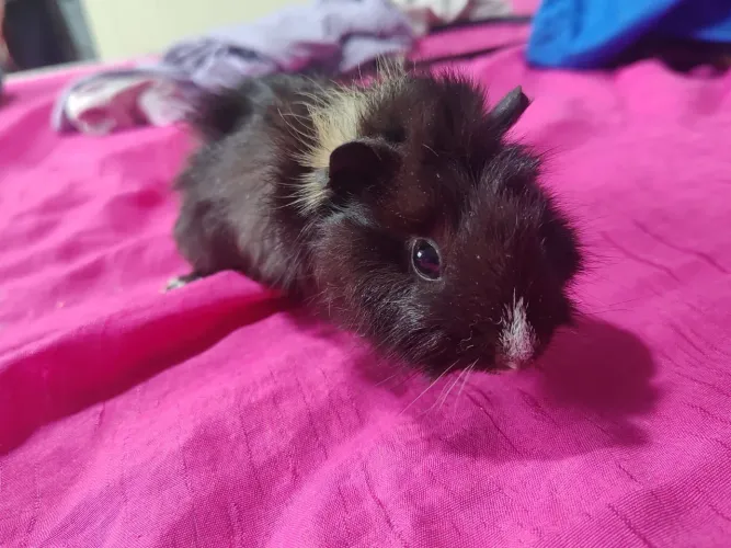 Porquinho da Índia filhote macho Abissínio 2 meses