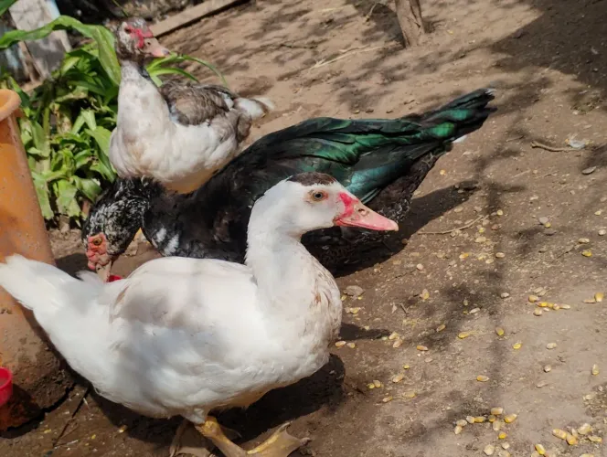 Lote de patos