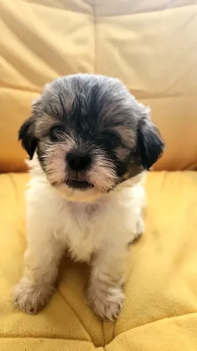Filhote de Lhasa apso macho branquinho 