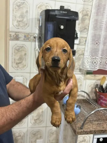 Basset dachshund (salsicha)