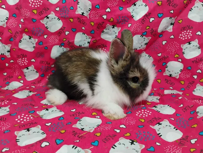 Mini Lion Head Mini Coelhos 