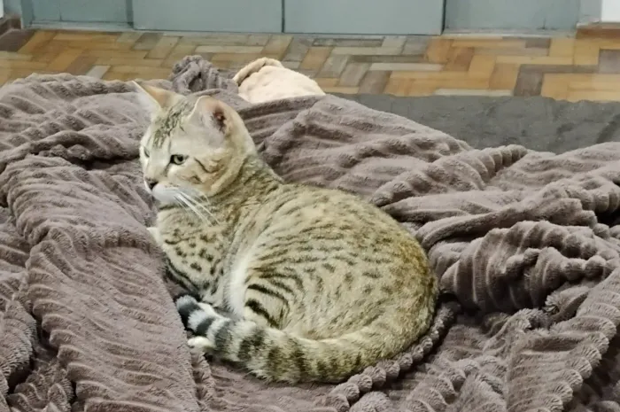 Gato Bengal