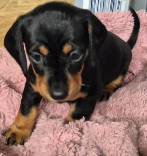 Basset Dachshund Miniatura Verdadeiros Salsichinhas.