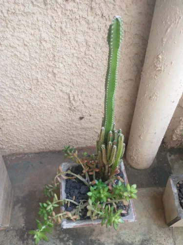 Vaso de cerâmica com planta cacto e suculenta 