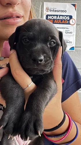 DOAÇÃO DE LINDA FILHOTINHA