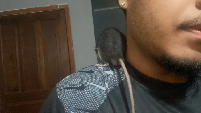 Rato Twister
