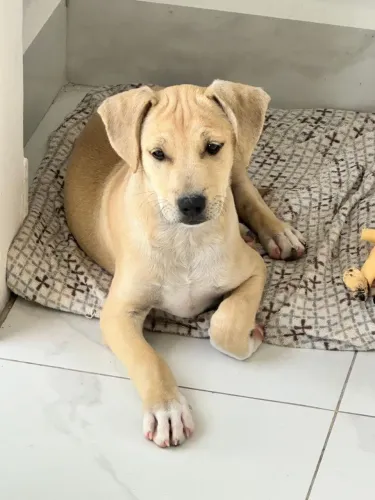 Filhote caramelo macho para adoção 