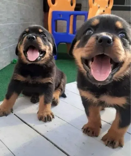 Rottweiler Últimos amores disponíveis