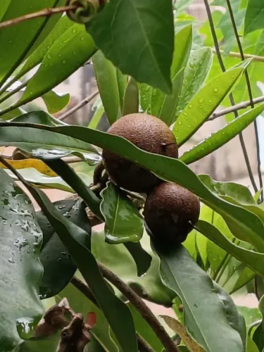 Lindas mudas enxertadas altamente produtiva